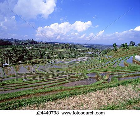 Stock Photo - Rice terrace in Tabanan, Indonesia. Fotosearch