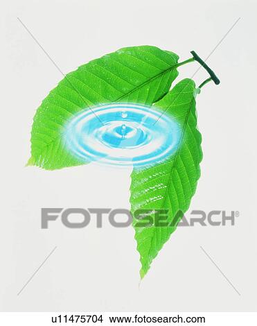 Picture - Ripple superimposed over green leaves. Fotosearch