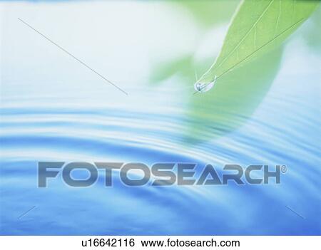 Stock Photograph - Rippled water reflecting leaves. Fotosearch
