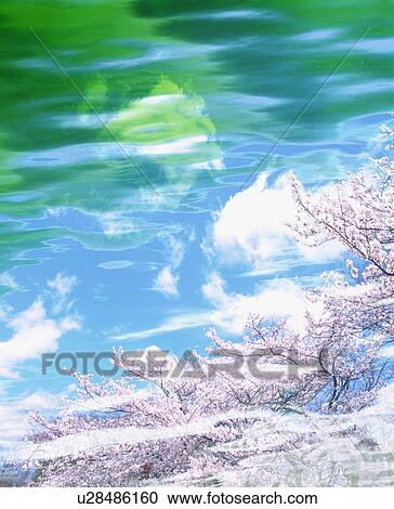 Stock Image - Rippled water superimposed on image of cherry tree. Fotosearch
