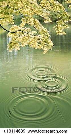 Stock Photo - Rippled water under green tree. Fotosearch