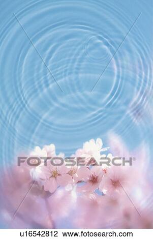 Ripples and cherry blossoms View Large Photo Image Stock Image - Ripples and cherry blossoms. Fotosearch