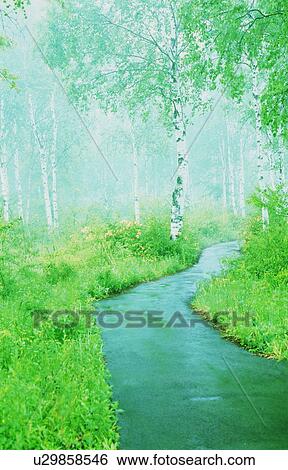 River flowing through a forest View Large Photo Image Stock Photograph - River flowing through a forest. Fotosearch