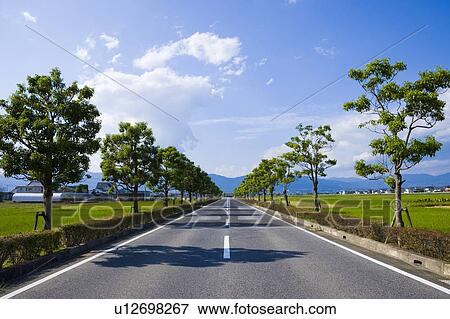 Stock Photo - Road Lined with Trees. Yasu, Shiga Prefecture, Japan. Fotosearch