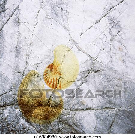 Stock Image - Rock with ammonites. Fotosearch