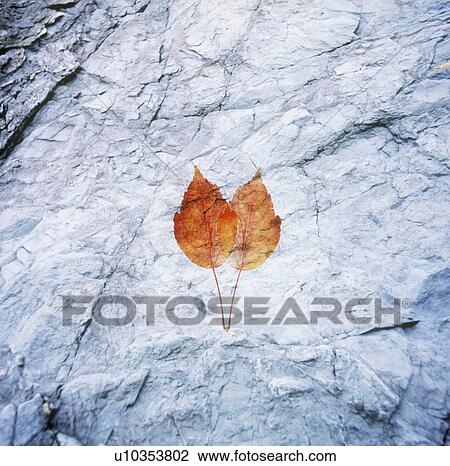 Stock Image - Rock with two leaves. Fotosearch
