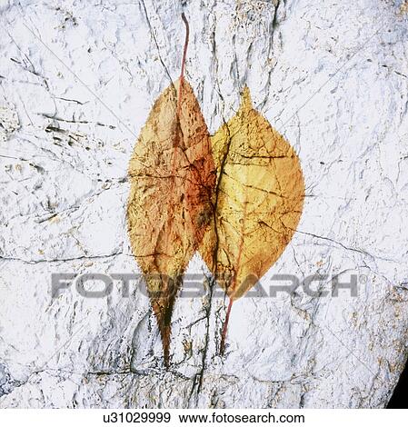 Stock Photo - Rock with two leaves. Fotosearch