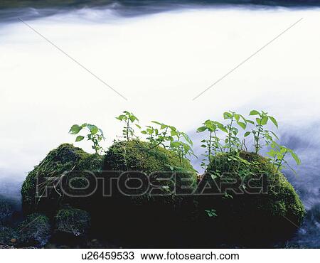 Stock Image - Rocks with moss beside river. Fotosearch