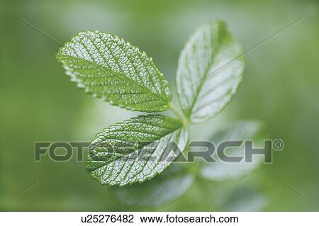 Rose leaves View Large Photo Image Stock Image - Rose leaves. Fotosearch