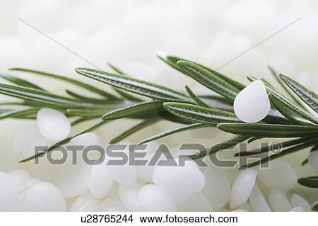 Picture - Rosemary. Fotosearch