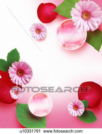 Roses and gerberas on a white background View Large Photo Image Stock Image - Roses and gerberas on a white background. Fotosearch