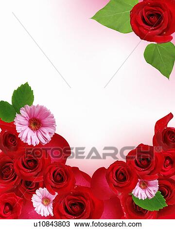 Roses and gerberas on a white background View Large Photo Image Stock Image - Roses and gerberas on a white background. Fotosearch