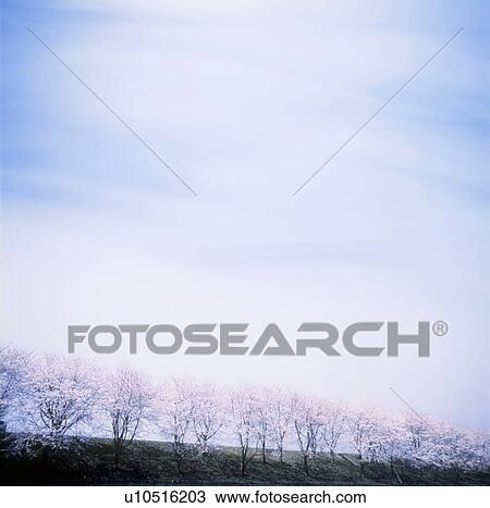 Row of cherry trees under blue sky, copy space View Large Photo Image Stock Image - Row of cherry trees under blue sky, copy space. Fotosearch