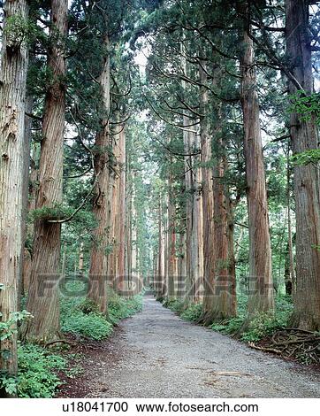 Stock Image - Row of Japanese Cedar. Fotosearch