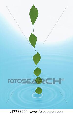 Row of leaves above water View Large Photo Image Picture - Row of leaves above water. Fotosearch