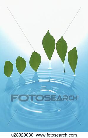 Row of leaves above water View Large Photo Image Stock Image - Row of leaves above water. Fotosearch