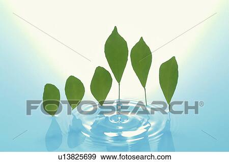 Stock Photo - Row of leaves above water. Fotosearch