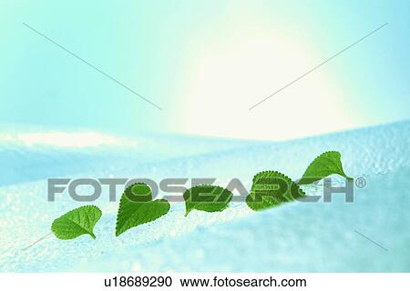 Row of leaves View Large Photo Image Stock Image - Row of leaves. Fotosearch