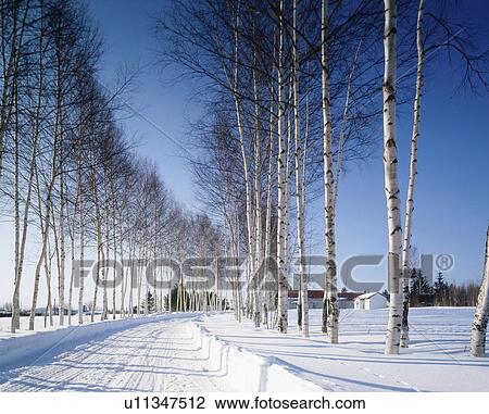 Stock Image - Row of white birch trees in snowy land, Hokkaido prefecture, Japan. Fotosearch