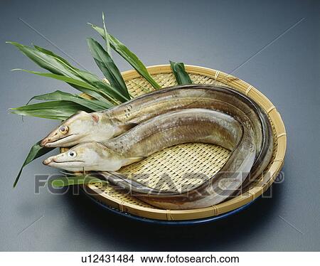 Picture - Saltwater eel. Fotosearch