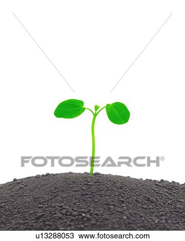 Sapling and dirt View Large Photo Image Stock Image - Sapling and dirt. Fotosearch
