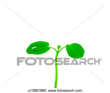 Stock Image - Sapling and water drop. Fotosearch