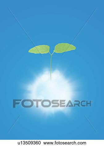 Sapling growing from glowing ball View Large Photo Image Stock Image - Sapling growing from glowing ball. Fotosearch