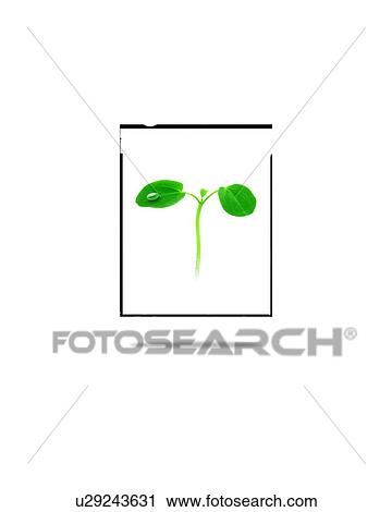 Sapling in a frame View Large Photo Image Stock Image - Sapling in a frame. Fotosearch