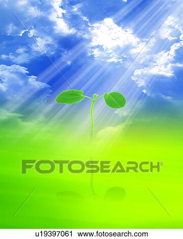 Sapling with sky in background View Large Photo Image Stock Image - Sapling with sky in background. Fotosearch