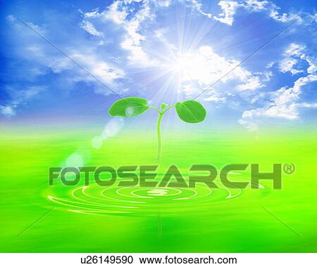 Sapling with sky in background View Large Photo Image Stock Image - Sapling with sky in background. Fotosearch