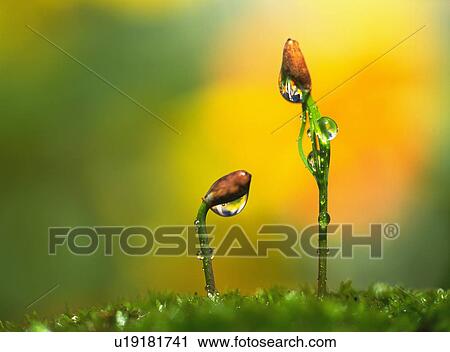 Saplings of pine tree View Large Photo Image Stock Image - Saplings of pine tree. Fotosearch