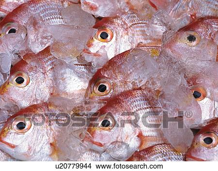 Sea Bream View Large Photo Image Picture - Sea Bream. Fotosearch