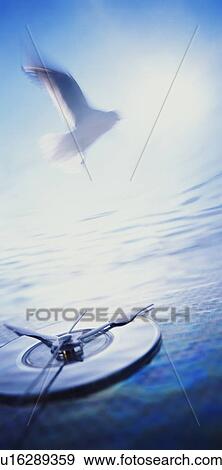 Seagull flying over water View Large Photo Image Stock Photo - Seagull flying over water. Fotosearch