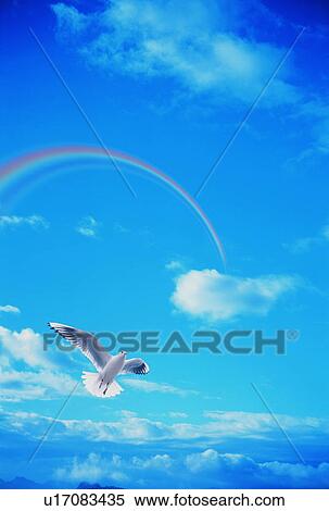 Stock Photography - Seagull flying underneath a rainbow. Fotosearch