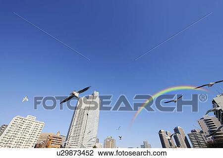 Stock Image - Seagulls fly under a rainbow near Seiruka Tower. Seiruka Tower, Etchuu Island Park, Koto-ku, Tokyo, Japan. Fotosearch