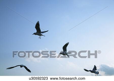Stock Image - Seagulls flying in the air. Fotosearch