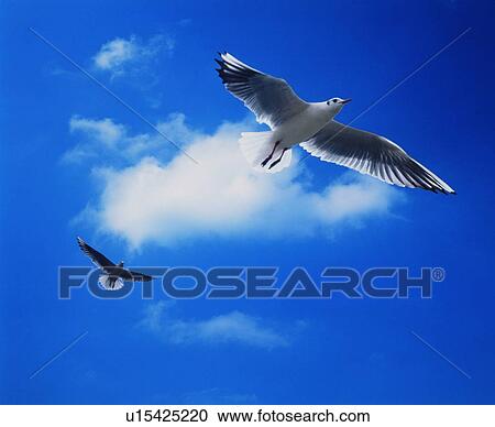 Stock Image - Seagulls flying in the sky. Fotosearch
