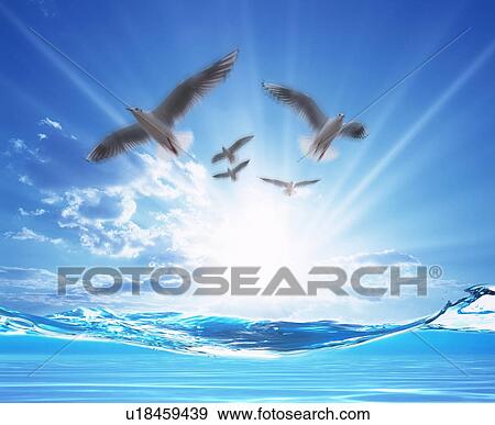 Stock Photo - Seagulls flying over sea in sun. Fotosearch