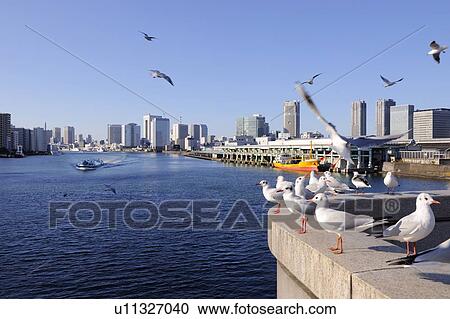 Seagulls flying over the Sumida River near Kachidoki Bridge. Tsukiji market, Chuo-ku, Tokyo, Japan View Large Photo Image Stock Image - Seagulls flying over the Sumida River near Kachidoki Bridge. Tsukiji market, Chuo-ku, Tokyo, Japan. Fotosearch