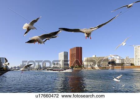 Seagulls flying over the Sumida River near Kachidoki Bridge. Kachidoki Bridge, Tsukishima, Chuo-ku, Tokyo, Japan View Large Photo Image Stock Image - Seagulls flying over the Sumida River near Kachidoki Bridge. Kachidoki Bridge, Tsukishima, Chuo-ku, Tokyo, Japan. Fotosearch
