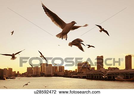 Stock Image - Seagulls flying over the Sumida River in the evening near Kachidoki Bridge. Kachidoki Bridge, Chuo-ku, Tokyo, Japan. Fotosearch