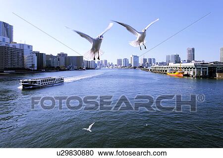 Seagulls flying over the Sumida River near Kachidoki Bridge. Kachidoki Bridge, Chuo-ku, Tokyo, Japan View Large Photo Image Stock Image - Seagulls flying over the Sumida River near Kachidoki Bridge. Kachidoki Bridge, Chuo-ku, Tokyo, Japan. Fotosearch