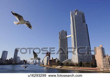 Seagulls flying over the Sumida River near Kachidoki Bridge. Tsukuda-ohashi, Chuo-ku, Tokyo, Japan View Large Photo Image Stock Photo - Seagulls flying over the Sumida River near Kachidoki Bridge. Tsukuda-ohashi, Chuo-ku, Tokyo, Japan. Fotosearch
