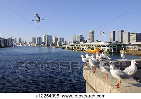 Stock Photography - Seagulls flying over the Sumida River near Kachidoki Bridge. Tsukiji market, Chuo-ku, Tokyo, Japan. Fotosearch