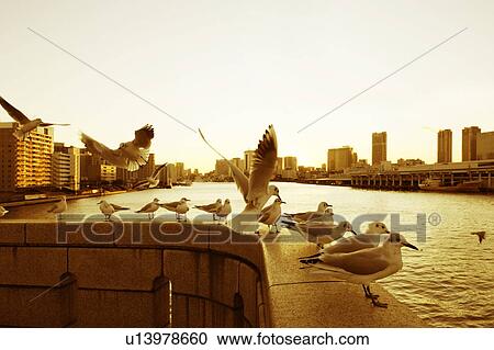 Seagulls resting next to the Sumida River in the evening near Kachidoki Bridge. Kachidoki Bridge, Chuo-ku, Tokyo, Japan View Large Photo Image Stock Image - Seagulls resting next to the Sumida River in the evening near Kachidoki Bridge. Kachidoki Bridge, Chuo-ku, Tokyo, Japan. Fotosearch