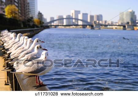Stock Photo - Seagulls resting next to the Sumida River near Kachidoki Bridge. Kachidoki Bridge, Tsukuda-ohashi, Tsukishima, Chuo-ku, Tokyo, Japan. Fotosearch