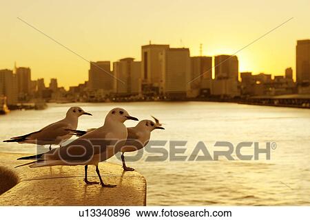 Seagulls resting next to the Sumida River in the evening near Kachidoki Bridge. Kachidoki Bridge, Chuo-ku, Tokyo, Japan View Large Photo Image Stock Photograph - Seagulls resting next to the Sumida River in the evening near Kachidoki Bridge. Kachidoki Bridge, Chuo-ku, Tokyo, Japan. Fotosearch