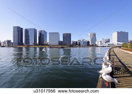 Seagulls resting next to the Sumida River. Koto-ku, Tokyo, Japan View Large Photo Image Stock Photograph - Seagulls resting next to the Sumida River. Koto-ku, Tokyo, Japan. Fotosearch