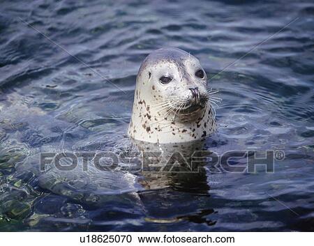 Stock Image - Seal in water. Fotosearch