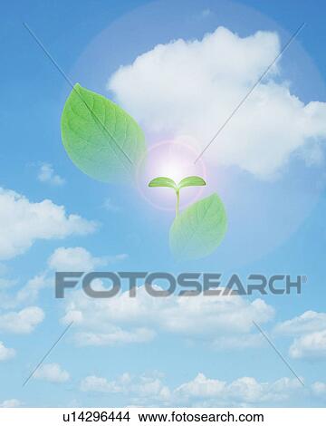 Picture - Seedling and leaves hovering in a blue sky. Fotosearch